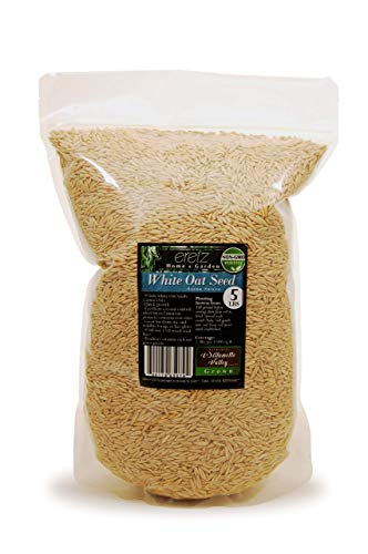 Eretz White Oat Seed