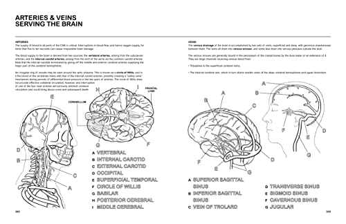 The Human Body Coloring Book: From Cells to Systems and Beyond (Coloring Concepts) - Image 6