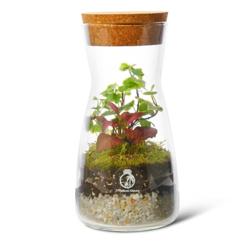 Complete Bottle Terrarium Kit: Create Your Own Miniature Garden Oasis | Includes Glass Container PLANTS Substrates Cork Lid Light up Terrarium DIY Terrarium Kit Optional LED Light (Standard Lid)
