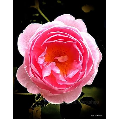 Pink rose flower photograph English French country print Garden night photography Modern art home decor Cover
