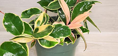 Hoya Krimson Queen Live Houseplant – 4 Inch Nursery Pot, Variegated Wax Plant, Tricolor Indoor Vine, Easy Care, Air Purifying, Pet Safe