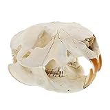 RC Beaver Skull Real Animal Skull – Professional Taxidermy Skull with Beaver Teeth Animal Skeleton...