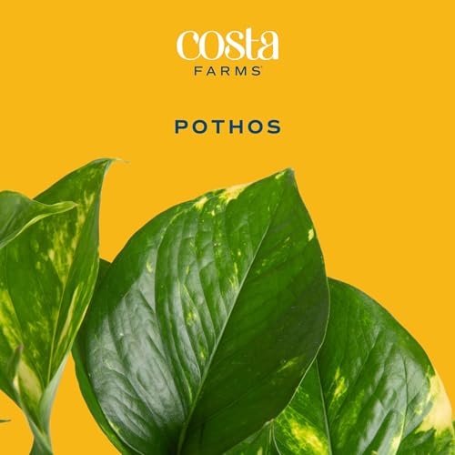 Image of Costa Farms Golden Pothos Live Plant in Hanging Grower Pot, Easy-Care, Air Purifying Indoor Houseplant, Home, Room, or Office Decor, Great House Warming or Birthday Gift, 8-10 Inches Tall