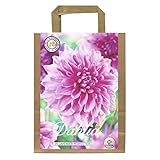 Interflowers Dahlien Knollen Blumenzwiebeln Dahlia Bunte Auswahl im Mix für Sommer Blume Knolle Blumenzwiebel Set in Bio Geschenkverpackung Blüten mehrjährig (3X Dahlie Lavender Perfection)