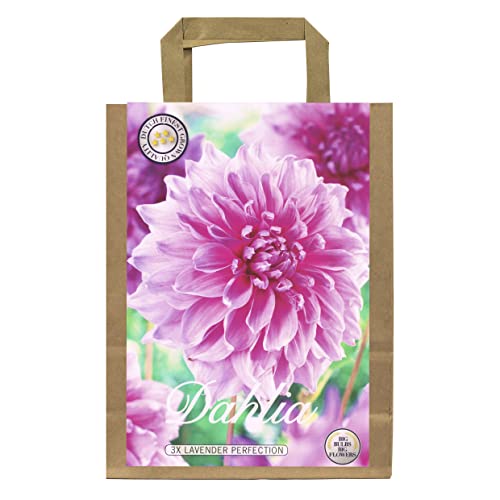 Interflowers Dahlien Knollen Blumenzwiebeln Dahlia Bunte Auswahl im Mix für Sommer Blume Knolle Blumenzwiebel Set in Bio Geschenkverpackung Blüten mehrjährig (3X Dahlie Lavender Perfection)