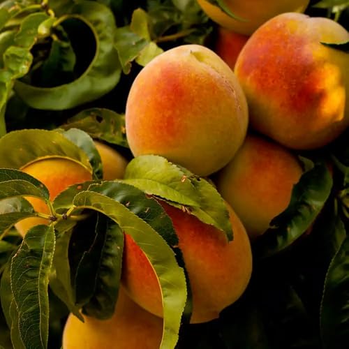Image of Rare Peach Fruit Grafted Live Plant | Fresh Peach Tree Live Plant for Home Garden | Easy Growing Fruit Plant for Terrace, Balcony & Outdoor Farming | Grafted Plant a€ inch Pack of 1