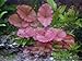Produktbild 1 rote Tigerlotus ca. 5 cm Austrieb mit Knolle