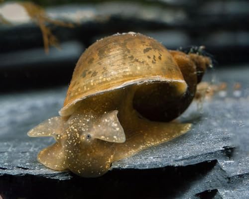 NatureHolic Yoda Schnecke Radix balthica 5 Stück - Schlammschnecke...