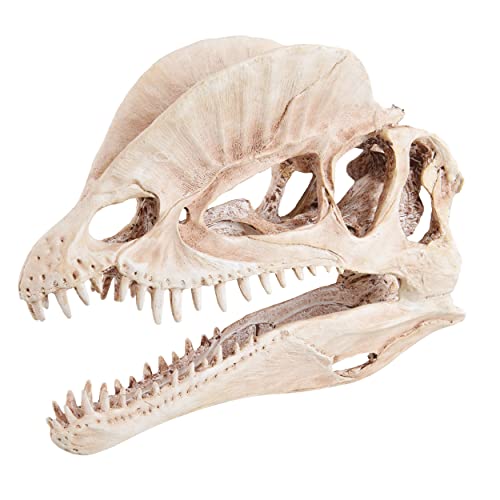 Image of Underwater Treasures Dinosaur Skull