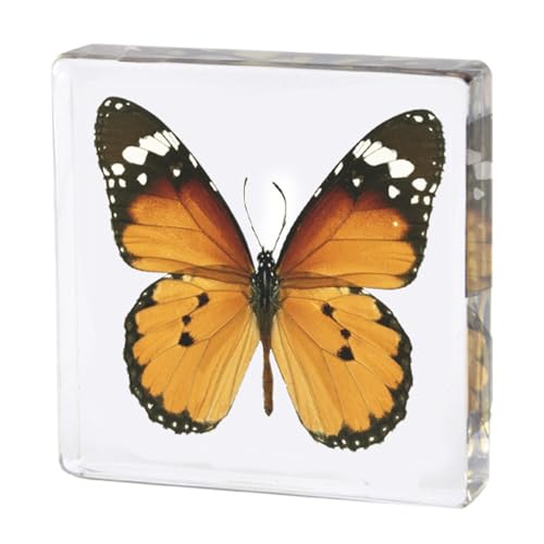 uNexPonvhbvOAŉHLA̍H|i  Ӓ  Ȋw̕W{ȊwAp̑uAnMtg (1)