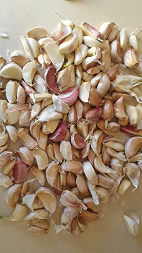 60 Seeds Corms German Giant Garlic UK Hardy Fresh for New Season Start Now