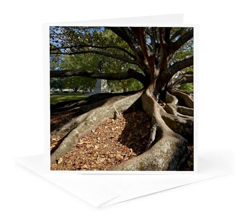 3dRose Moreton Fig Tree, Auckland Domain park, New Zealand 1 Greeting Card with envelope
