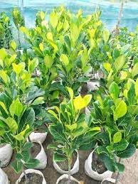 Image of Hybrid Vietnam Grafted Green Jackfruit Flesh Terrace Garden Suitable Plant Pack of 1 Heathy Live Plant Vietnam Variety for Home Garden Tree