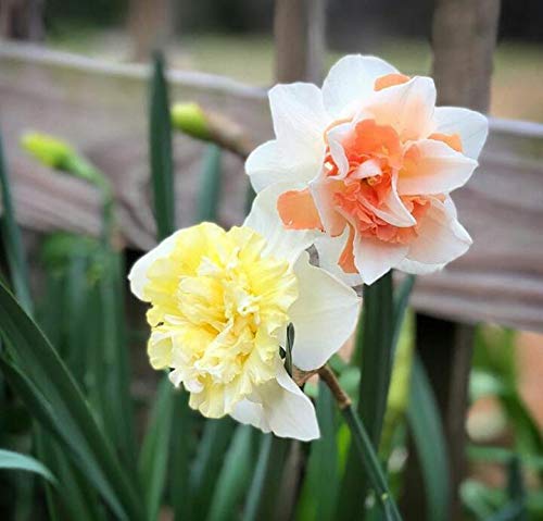 Radha Krishna Agriculture Daffodils of The Most Beautiful Flowers | Replete Double Flower Pack of 2 Bulbs for Your Garden (B08CVBY2Z9) Amazon Price History, Amazon Price Tracker