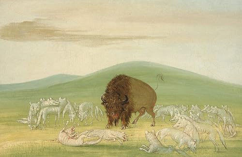 Tableau George Catlin loup blanc poster mural vintage pour déco salon et chambre 60x90cm