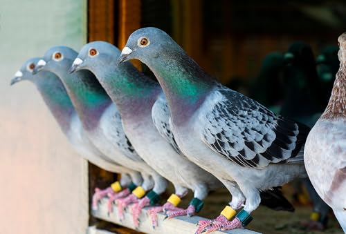 4-in-1 Health Supplement Tablets for Pigeons and All Birds, 100 Tablets - Image 3
