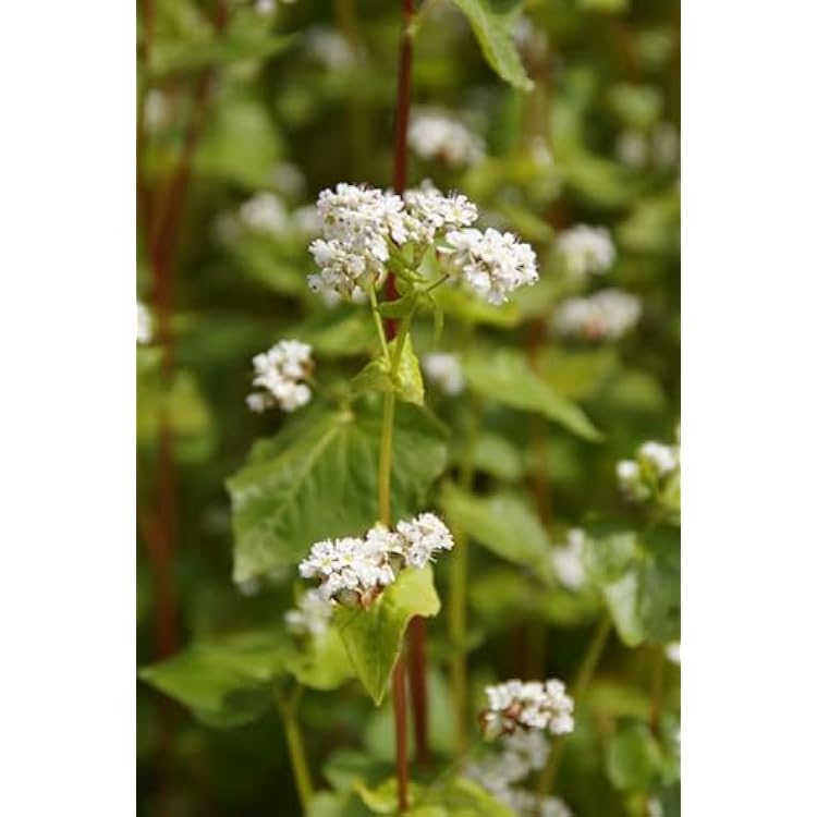 Buckwheat Seeds for Deer and Wildlife Food Plot, 5 Pounds