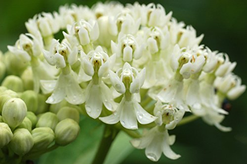 Swamp Milkweed Seeds - Creamy White - Asclepias - Gmo Free Perennial - 25 Seeds