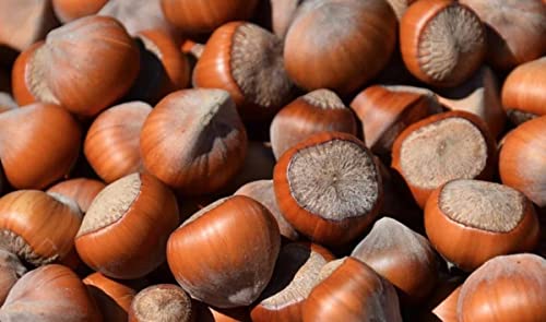 Kabuklu Fındık 1 KG Doğal