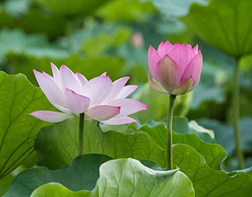 Notswoh (20 Seeds) Bonsai Bowl Lotus Seeds, Water Lily Flower Plant Seeds #TOP1
