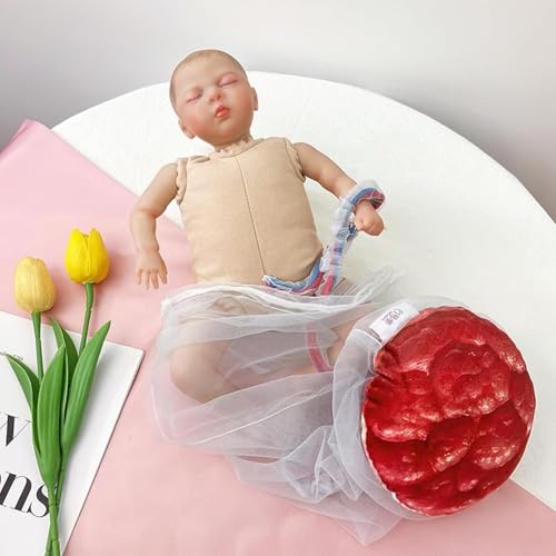 Modèle de bassin d'accouchement idéal pour les cours de préparation à la naissance - 5