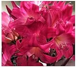Rose Hot Pink Amaryllis Belladonna | 3 Medium Bulbs | Rare Color Amaryllis | Ideal for Indoor & Outdoor Planting | Vibrant Amaryllis Flower