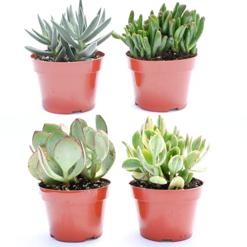 Live Crassula Succulent Plants – Large Assorted 4-Inch Crassula Succulents