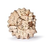 fossiles ammonites france Finition polie : la surface lisse améliore les tons naturels du marbre pour un look raffiné.