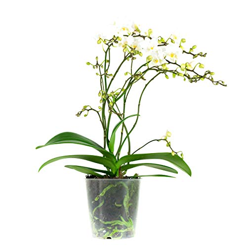 Orchid from Botanicly – Butterfly Orchid White – Height: 50 cm, 4 Stems, White Flowers – Phalaenopsis multiflora Soft Cloud