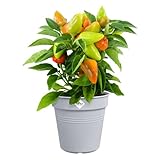 Zoom IMG-2 elho green basics growpot 21 Zoom IMG-2 elho green basics growpot 21