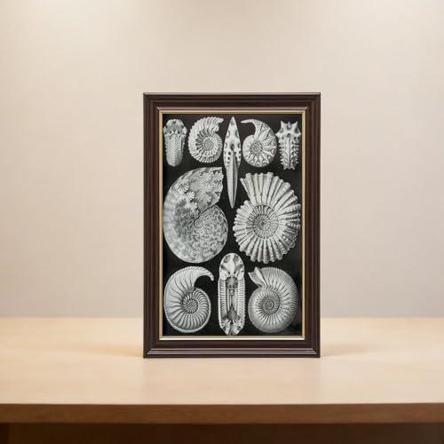 Impression sur toile d'ammonitida de qualité supérieure style Ernst Haeckel avec cadre