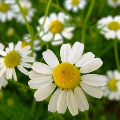 ANTIER GERMAN CHAMOMILE HERB SEEDS (AVG 50-100) SEEDS X 1 PACKET