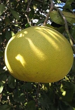 Image of GreenWorld Special Big Size All Time Seedless Yellow Batabi Lemon /Lebu Plant,(GRAFTED /GUTI KOLOM) Healthy Live Plant,''Fruit After 1 Year''