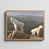 Vintage Wall Art Mountain Goats Poster, Vintage Wall Art Mountain Goats Print Antique Poster 18Th Century Above Bed Farmhouse, Photo Print Photo Antique 18Th Century Above Bed Farmhouse,110