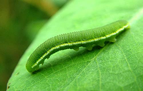 The Small Green Caterpillar Podcast Por  arte de portada