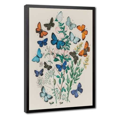 Poster papillon William Forsell Kirby décoration murale vintage toile 61x91