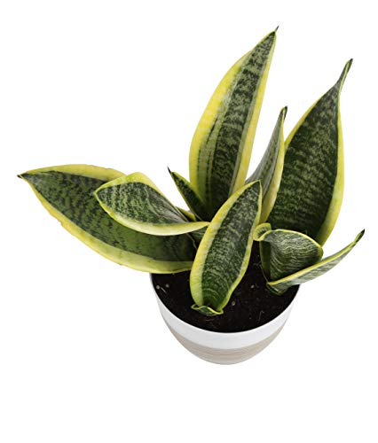 Costa-Farms-Snake-Sansevieria-White-Natural-Decor-Planter-Live-Indoor-Plant-12-Inch-Tall-Growers-Choice-Green-Yellow