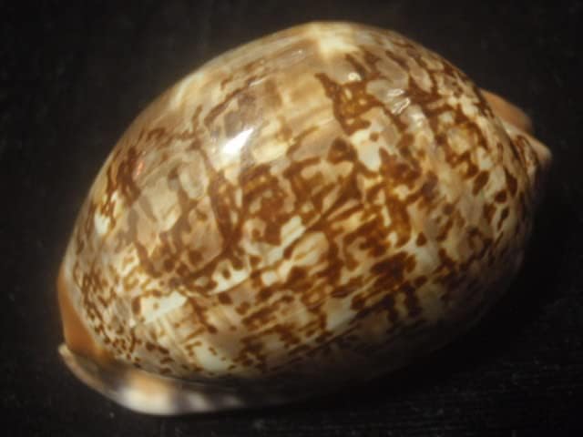 Amazon ヤクシマダカラ背面模様変異貝殻貝標本カニ図鑑オブジェ骨格骨董インテリア学術標本美術 303 生態 採集 おもちゃ