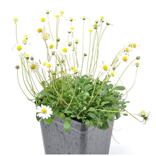 Bellium minutum, Miniature Daisy, Flowering Plant, Forms Pretty mats, Container Size: 3