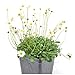 Miniature Fairy Garden Bellium minutum, Miniature Daisy