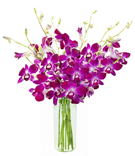 KaBloom - Bouquet of Purple Orchids from Thailand with Vase - Fresh Flowers for Birthday,...