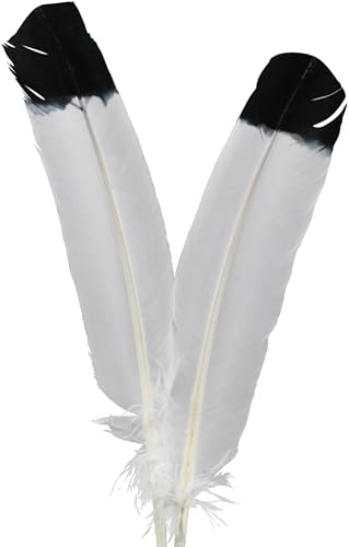 Schuman Feathers Turkey Round Wing Quills – 12pc 8-12” White w/Black Tip Feathers for Crafts, Hat Making, DIY Quill Pens & Western Party Decorations – Dyed Flight Feathers (6 Left & 6 Right)