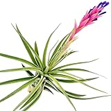 Air Plants - 1 Aeranthos - 3 to 5 Inch Air Plant - Color & Form Varies by Season - 30 Day Guarantee