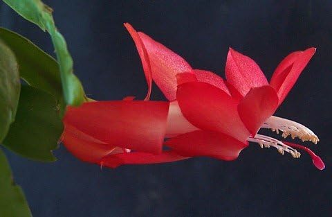 Red Christmas Cactus Plant - Zygocactus - 4" Pot