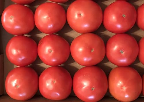 Image of Jumbo Italy Tomato Vegetable Seeds, Vegetable Seeds for Home Gardening, Vegetable Planting Seeds for Kitchen, Tomato Seeds (Pack of 200 Seeds) (Red, Jumbo Italy Tomato)