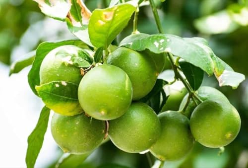 Image of Baramasi Grafted Hybrid Lemon Plant (Kagzi Nimbu) - All Season Fruit Bearing Citrus Tree | High Yield, Fast Growing Live Lemon Plant for Home Garden, Terrace & Balcony Gardening