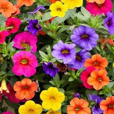 New Fresh 60pcs Calibrachoa Petunia Flower Seeds Generic