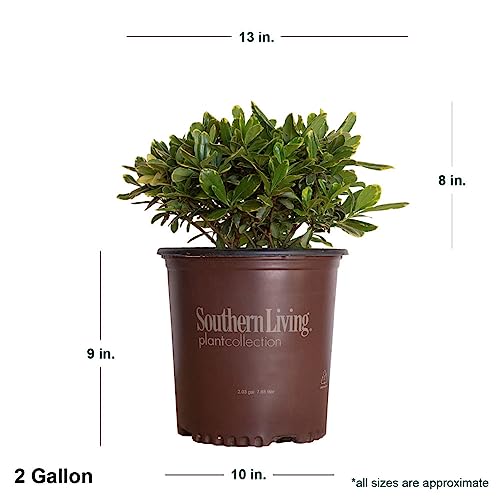 Mojo Pittosporum (2 Gallon) Dwarf Evergreen Shrub with Green and White Variegated Foliage - Part Sun to Shade Live Outdoor Plant - Southern Living Plants - Thumbnail 3