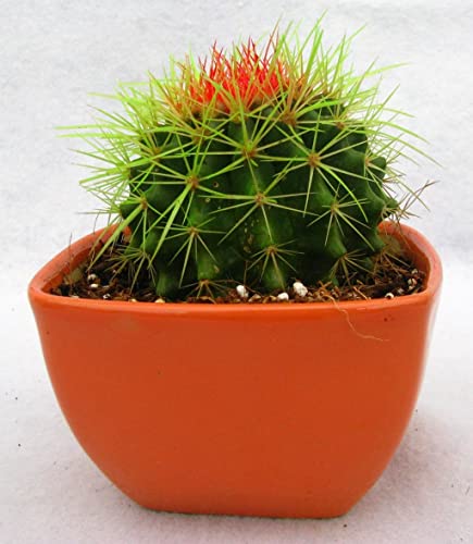 Image of OhhSome Cactus Plant Indoor - |House|Indoor|Bedroom|Table|Living Room|Office Decoration Gift Painted Non-Grafted Green Cactus, 10 Cm Pot Plants For Kids (Air Purifier Healthy Live Plant)