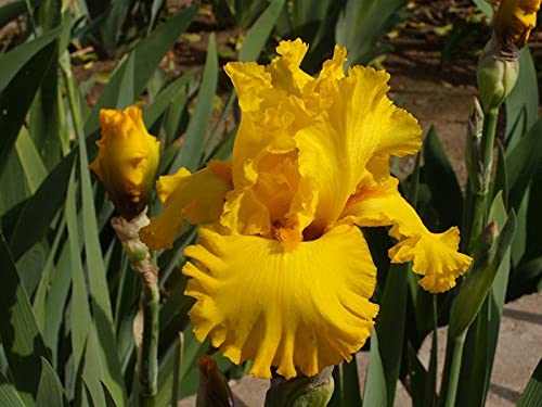 Grixisonsazia Bearded Iris Acapulco Gold Flower Bulbs For Planting ( Pack Of 2 Bulbs )